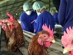 Flu Burung: Ancaman yang Terus Berevolusi dan Upaya Mitigasinya